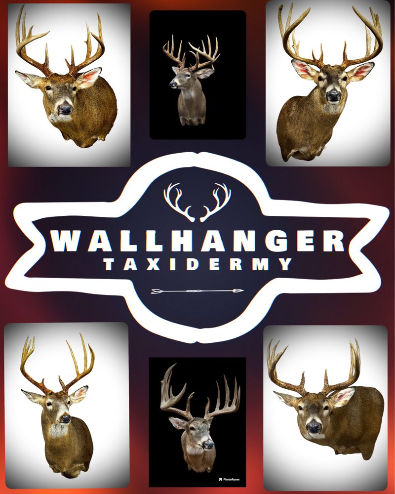 Wallhanger Taxidermy - taxidermy in Cory, IN