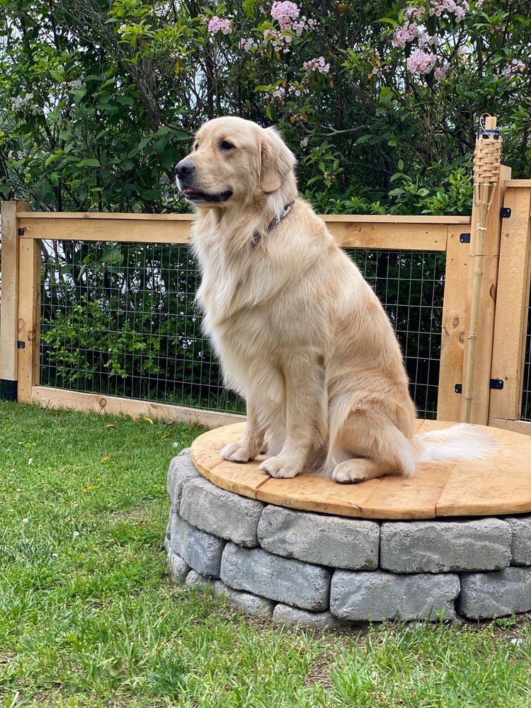 DOGS ON DEPOT Updated September 2024 20 Depot St, Peterborough, New Hampshire Pet Groomers