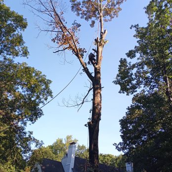 Vazquez Landscaping & Tree Services - a man trimming a tree - Landscaping Near Me Vazquez Landscaping & Tree Services - a man trimming a tree - Landscaping Near Me