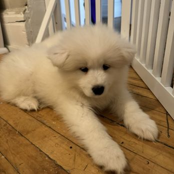Puppy Sphere - Yoga Near Me - Toronto, Ontario Puppy Sphere - Yoga Near Me - Toronto, Ontario