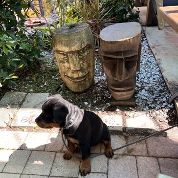 Jardin De Pollos - Very pet friendly dining outdoors - Latin American Near Me - Dunedin, Florida Jardin De Pollos - Very pet friendly dining outdoors - Latin American Near Me - Dunedin, Florida