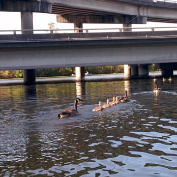 UW Waterfront Activities Center - Lots of cuteness and quacking going on here... - Recreation Centers Near Me - Seattle, Washington UW Waterfront Activities Center - Lots of cuteness and quacking going on here... - Recreation Centers Near Me - Seattle, Washington