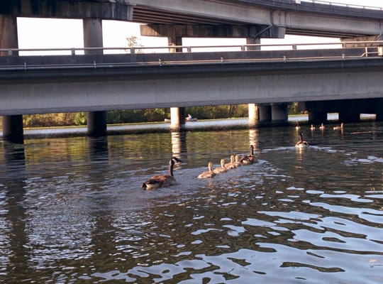 University of Washington Waterfront Activities Center (WAC) by null
