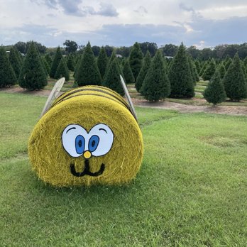 Old Time Christmas Tree Farm - Christmas Trees Near Me - Spring, Texas