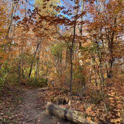 Oberg Mountain Trail