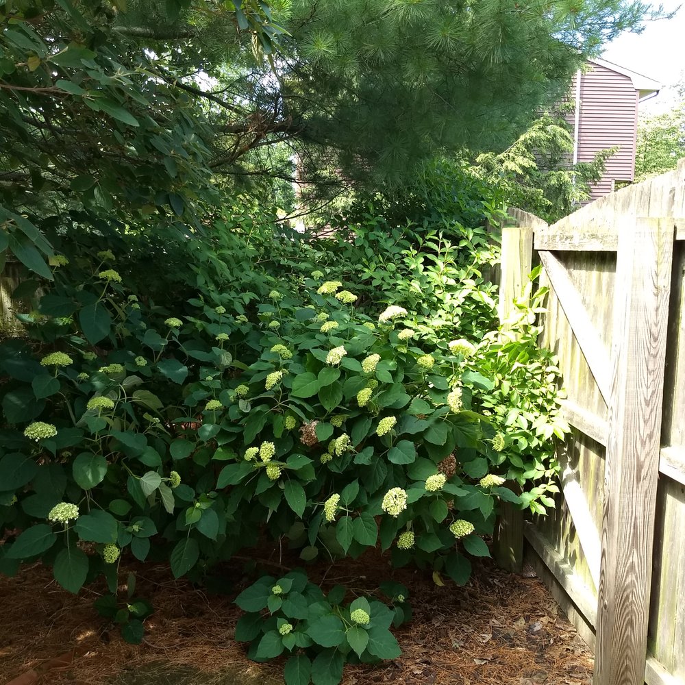 Miz's Landscaping - Before Miz Landscaping - Landscaping Near Me Miz's Landscaping - Before Miz Landscaping - Landscaping Near Me