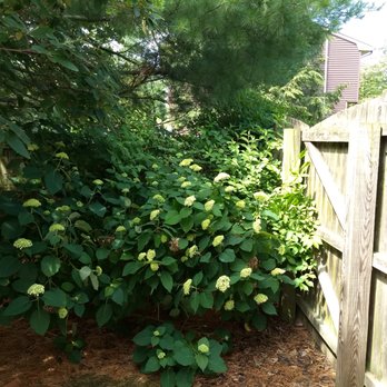 Miz's Landscaping - Before Miz Landscaping - Landscaping Near Me
