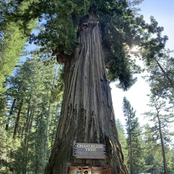 Drive-Thru Tree - Giant drive through tree - Parks Near Me - Leggett, California Drive-Thru Tree - Giant drive through tree - Parks Near Me - Leggett, California