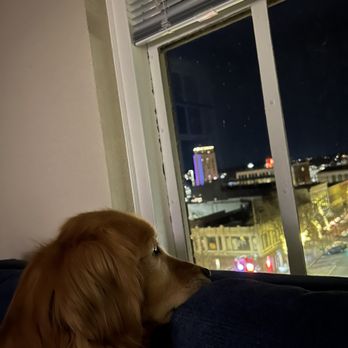 Hotel Leo - Willow checking out the nightlife. - Hotels Near Me - Bellingham, Washington