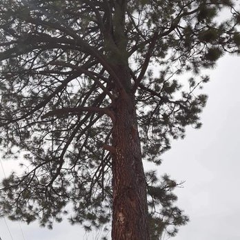 Wheatly Ryan - Tree Services Near Me Wheatly Ryan - Tree Services Near Me