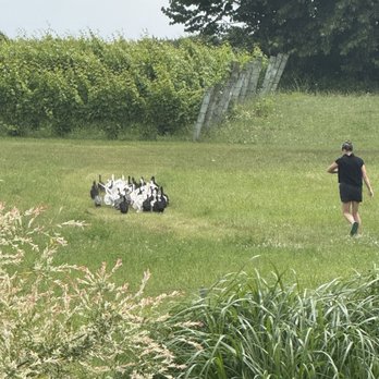 Dune Bird Winery - Duck herding - Wineries Near Me - Northport, Michigan