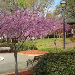Purple trees!