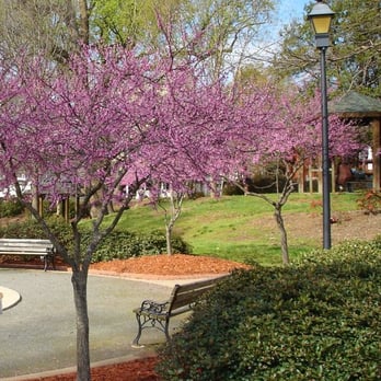 Independence Park - Purple trees! - Parks Near Me - Charlotte, North Carolina