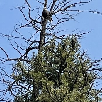Gallatin River Guides - Bald Eagle waiting to swoop in for his catch - Tours Near Me - Gallatin Gateway, Montana Gallatin River Guides - Bald Eagle waiting to swoop in for his catch - Tours Near Me - Gallatin Gateway, Montana