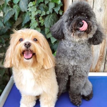 Cha Cha's Dog Daycare - Happy dogs!! Photo credits to Cha Cha's staff - Pet Groomers Near Me - Sacramento, California