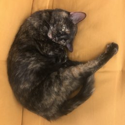 Penny