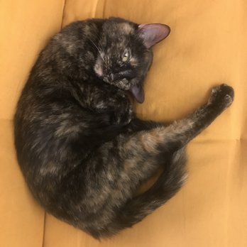 Lake Union Veterinary Clinic - Penny - Veterinarians Near Me - Seattle, Washington