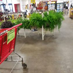 Atwoods - Some sale house plants.