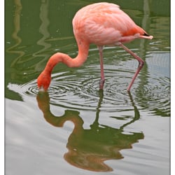 Rare species conservation centre