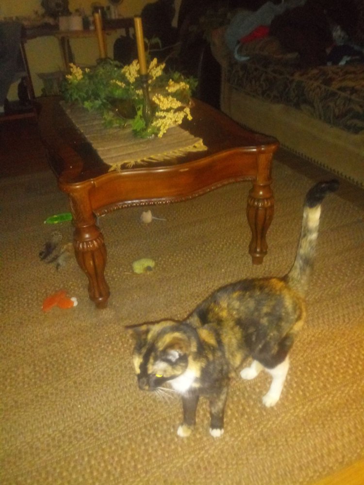 PROMISE ANIMAL LEAGUE THRIFT AND GIFT Updated September 2024 11000