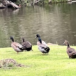 Rolling Creek RV Park - Watching ducks at the private pond