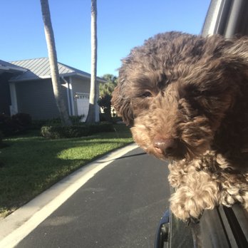 Stray From The Heart - Rosie cruising down the street. - Animal Shelters Near Me Stray From The Heart - Rosie cruising down the street. - Animal Shelters Near Me