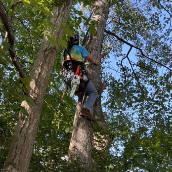 American Tree & Services - Tree removal Woodbridge Va - Tree Services Near Me - Gainesville, Virginia American Tree & Services - Tree removal Woodbridge Va - Tree Services Near Me - Gainesville, Virginia