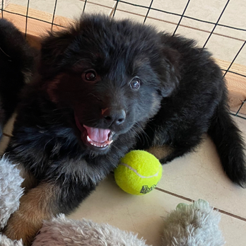 OAKLEY Kennels - Pet Breeders Near Me OAKLEY Kennels - Pet Breeders Near Me
