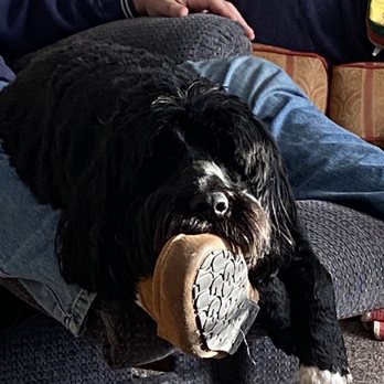 Classy Canine - Pet Groomers Near Me - Litchfield, Michigan Classy Canine - Pet Groomers Near Me - Litchfield, Michigan