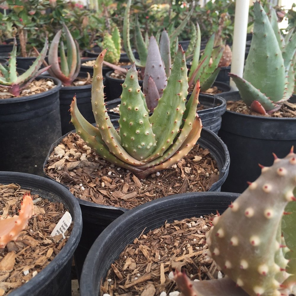 Sal’s Cactus Mart - Nurseries & Gardening Near Me - Fillmore, California Sal’s Cactus Mart - Nurseries & Gardening Near Me - Fillmore, California