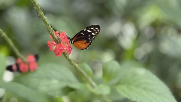 Fort Worth Botanic Garden by null