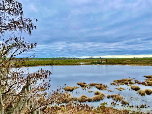 Okefenokee National Wildlife Refuge by null