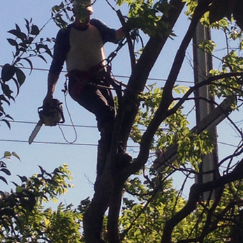 Clifton's Tree Service - Tree Services Near Me