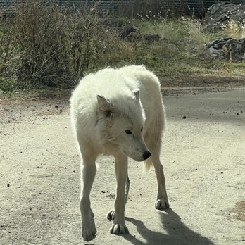 Bearizona - Wolf - Zoos Near Me - Williams, Arizona