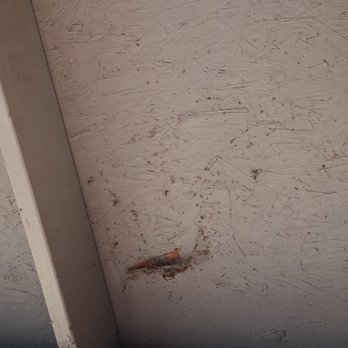 Palisade Pest Control - After service - Pest Control Near Me - Tulsa, Oklahoma Palisade Pest Control - After service - Pest Control Near Me - Tulsa, Oklahoma