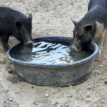 Bel Laurel Farm - Petting Zoos Near Me - Williamsburg, Virginia