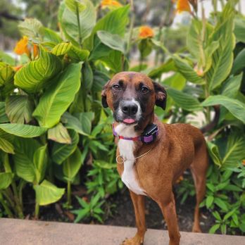 The Pet Whisperers - My rescue dog from their charity, Paws and Hearts of Gold! - Pet Training Near Me - Escondido, California The Pet Whisperers - My rescue dog from their charity, Paws and Hearts of Gold! - Pet Training Near Me - Escondido, California