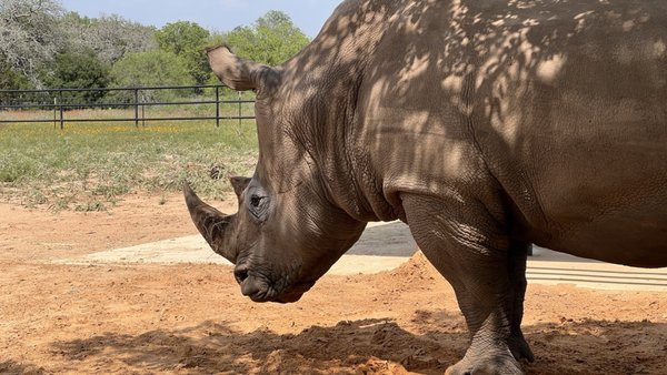 Rhinory by null