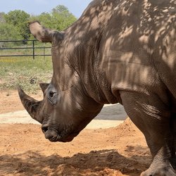 Rhinory - Blake