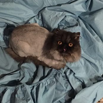 Glamour Paws - Bacon Bits with a lion cut - Pet Groomers Near Me - Fort Worth, Texas
