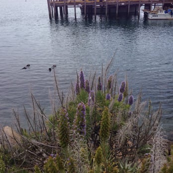 Morro Bay - Sea otters just chillin' - Landmarks & Historical Buildings Near Me - Morro Bay, California
