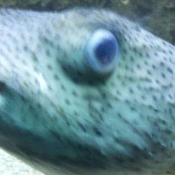 Seattle Aquarium - Aquariums Near Me - Seattle, Washington Seattle Aquarium - Aquariums Near Me - Seattle, Washington