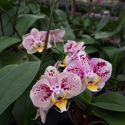 Rainbeau Orchids - Orchid