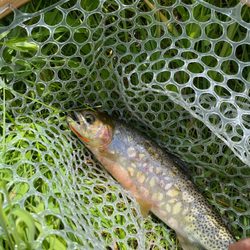 Grizzly Hackle Fly Shop - Fun cutthroat on grizzly hackle flies
