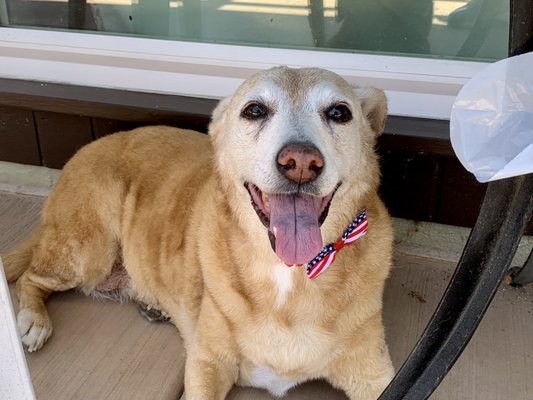 Mobile Dog Grooming - Mobile dog grooming right to your driveway! We LOVE pets and LOVE making them look fabulous.

Pet safety and happiness are what we take pride in.

Work with all breeds and sizes.

All certified pet groomers.
