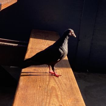 Neptune's Net - A bird at the eating area. eating food dropped on the ground and walking on the tables and seats. - Seafood Near Me - Malibu, California