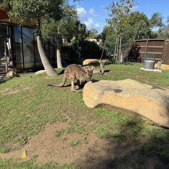 Santa Barbara Zoo - Kangaroo - Zoos Near Me - Santa Barbara, California Santa Barbara Zoo - Kangaroo - Zoos Near Me - Santa Barbara, California