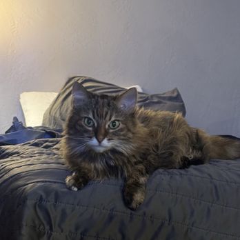 The Cat Doctor - A Cat, Dr Kendra's patient, laying on a bed happy and healthy. - Veterinarians Near Me - Ventura, California The Cat Doctor - A Cat, Dr Kendra's patient, laying on a bed happy and healthy. - Veterinarians Near Me - Ventura, California