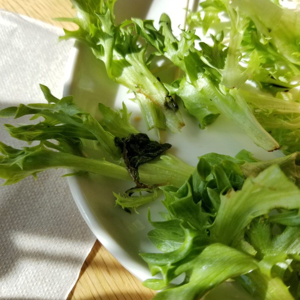Panera Bread - Decayed rotten slimy lettuce in my wife's sandwich. Gross!! - Sandwiches Near Me - Fairfield, California Panera Bread - Decayed rotten slimy lettuce in my wife's sandwich. Gross!! - Sandwiches Near Me - Fairfield, California