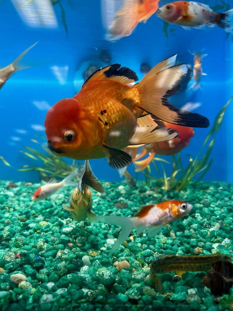 Pet Supermarket Image